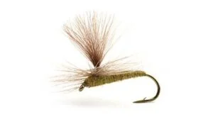 Baetis Medium Olive Døgnfluer