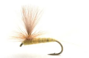 Sulphurea Krok12 Døgnfluer