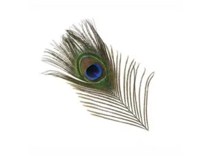 Peacock Eyefeather Peacock Eyefeather Fjær