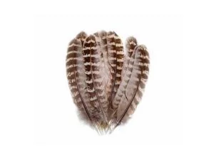 Hen Pheasant Wings Quills Hen Pheasant Wings Quills Fjær