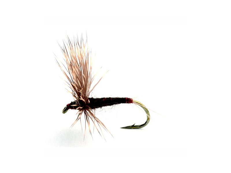 Comparadun Lepto Døgnfluer