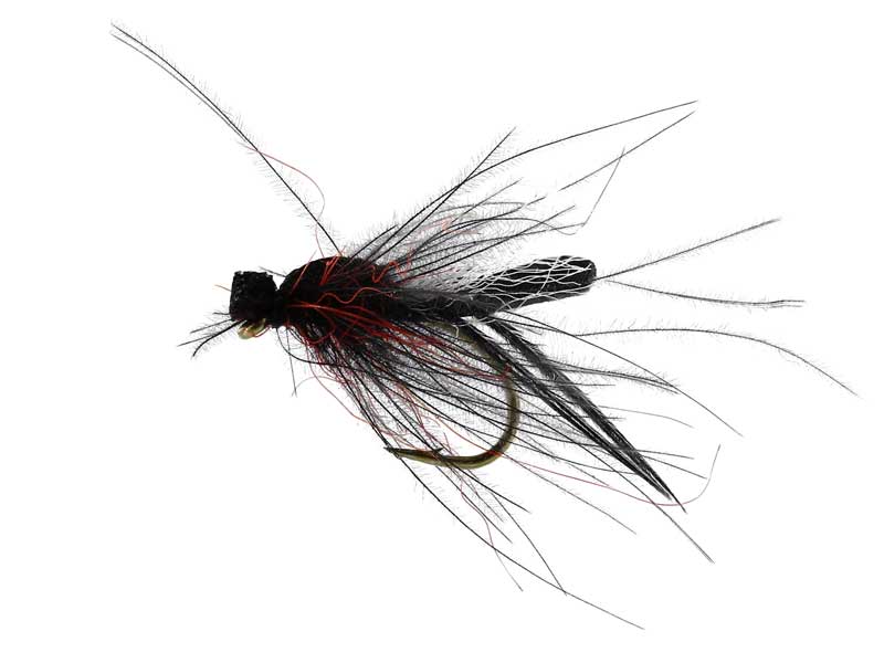 Bibio Pomonae Black Mygg & Landinnsekter