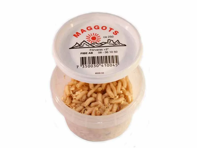 Maggot Hvit Levende og Fryst Agn