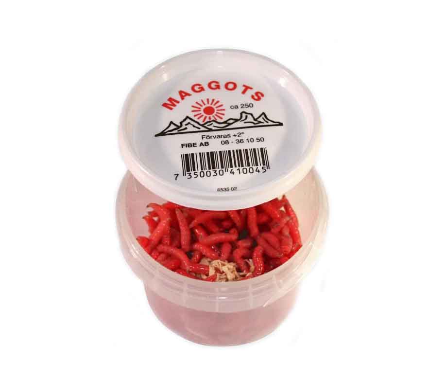 Maggot Rød Isfiskefor og Agn