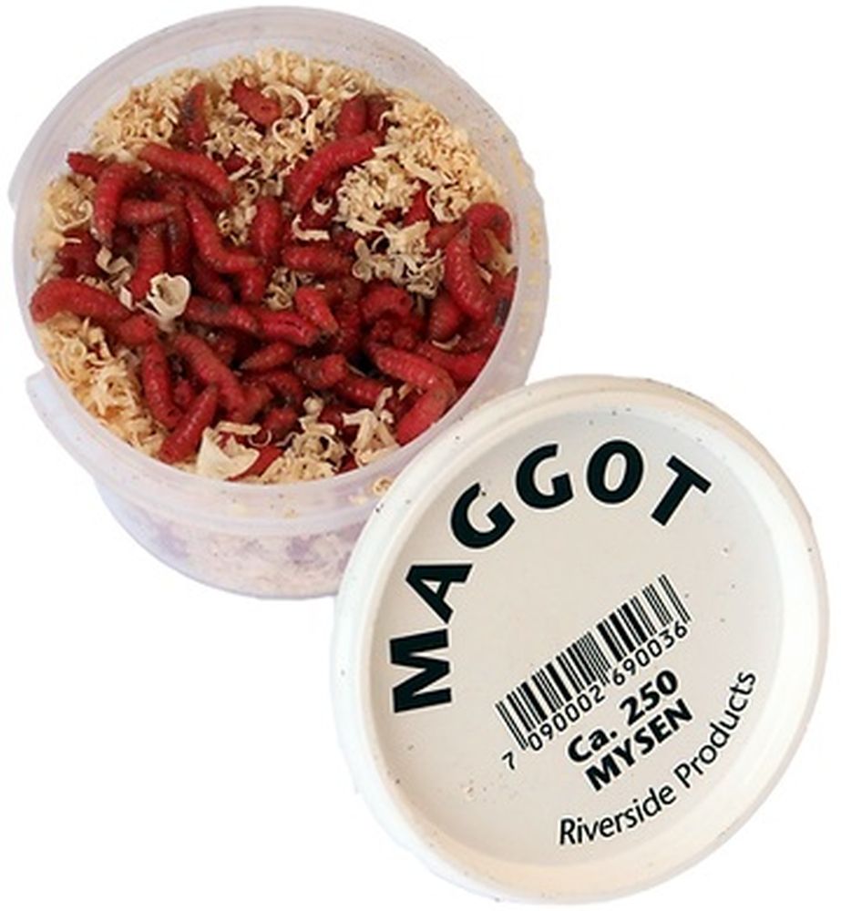 Riverside Maggot Rød Levende og Fryst Agn