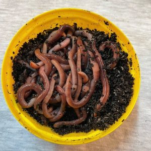 Villmarken Medium Levende og Fryst Agn